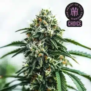 Scrambler Haze strain with dense white trichomes and spiky green leaves, surrounded by fuzzy pistils.