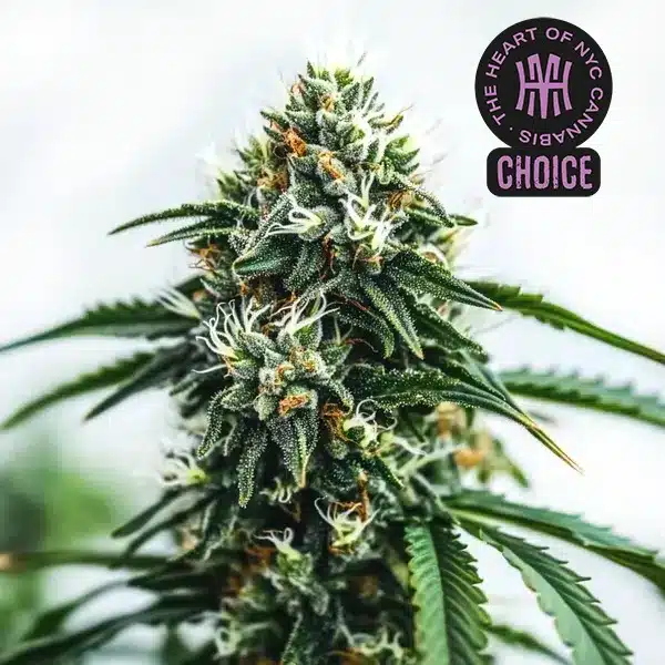 Scrambler Haze strain with dense white trichomes and spiky green leaves, surrounded by fuzzy pistils.