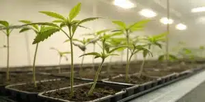 Realistic indoor scene of seedlings under diffused light, illustrating proper conditions without harsh direct sunlight.