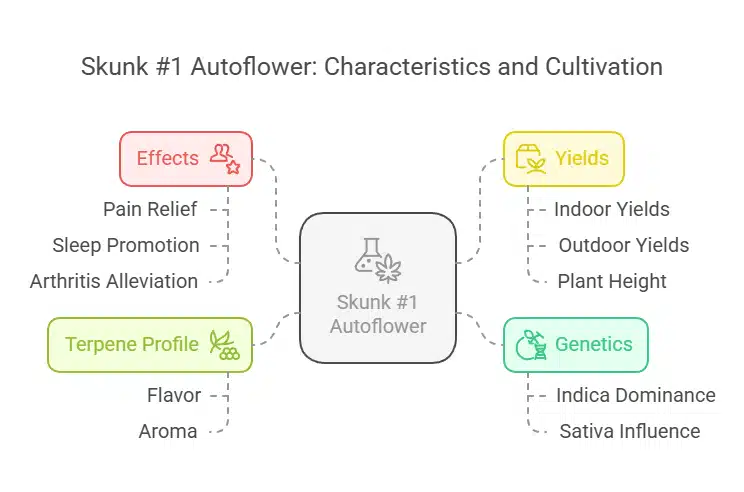 Skunk 1 Auto infographic detailing terpene profile, effects, yield traits, and genetics for cultivation and medical use