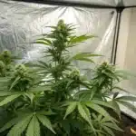 Skunk x Rosetta Stone FV plant growing in reflective indoor tent with bright LED lighting and well-developed bud structure