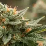 Mature Skywalker FV cannabis bud with frosty trichomes and bright orange hairs growing in outdoor cultivation.