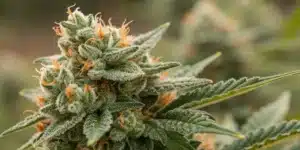 Mature Skywalker FV cannabis bud with frosty trichomes and bright orange hairs growing in outdoor cultivation.