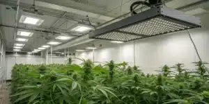 Realistic image of a cannabis grow room with an activated carbon filter system effectively disguising weed smell.