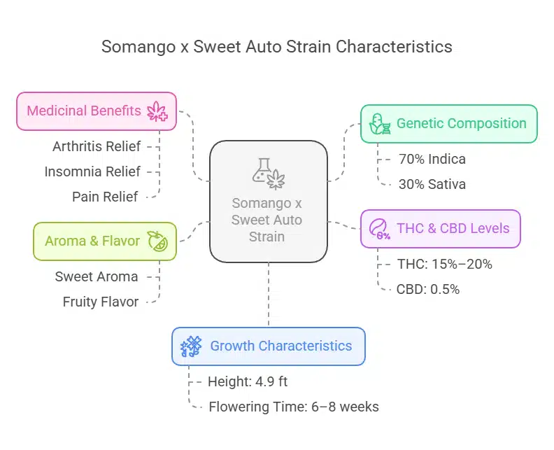 Visual chart detailing Somango x Sweet Autoflower Strain traits, including aroma, effects, THC levels, and growth characteristics