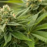 Close-up of frosty Somango x Sweet Autoflower Strain buds with bright orange pistils and vibrant green leaves in an outdoor grow