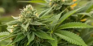 Close-up of frosty Somango x Sweet Autoflower Strain buds with bright orange pistils and vibrant green leaves in an outdoor grow