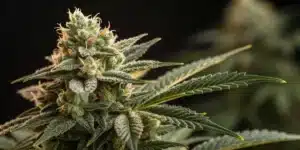 Close-up of a dense, frosty Sour Diesel Regular cannabis bud with prominent orange pistils and green leaves.