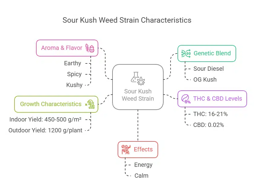 Mind map showing Sour Kush Weed Strain's earthy-spicy aroma, yield potential, THC levels, and hybrid genetics.