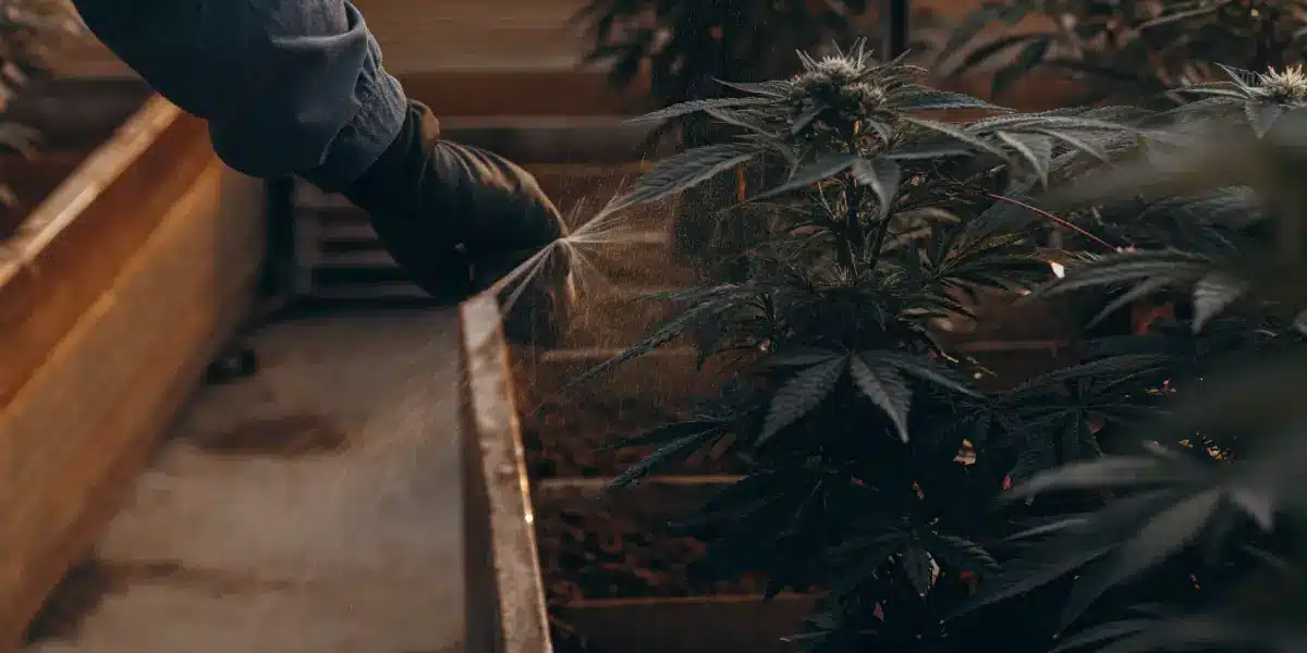Gloved hand spraying water onto a cannabis plant in a raised garden bed, indoors.