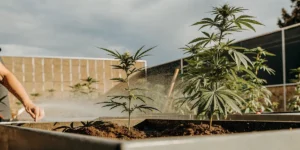 Person's hand spraying water onto cannabis plants in raised garden beds outdoors, under a bright sky.
