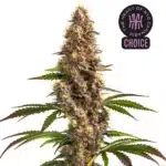 Dense Super Boof strain with frosty buds and orange pistils, surrounded by dark green leaves and purple hues.