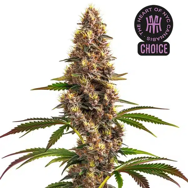 Dense Super Boof strain with frosty buds and orange pistils, surrounded by dark green leaves and purple hues.