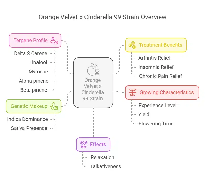 Velvet x Cinderella 99 Regular Strain diagram detailing effects, terpene profile, medical benefits, and growing traits.