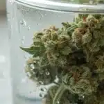 Realistic image of cannabis buds immersed in water during a water cure weed process, highlighting purity and clarity.