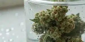 Realistic image of cannabis buds immersed in water during a water cure weed process, highlighting purity and clarity.