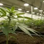 Realistic indoor grow room showing cannabis plants with proper watering and vibrant growth under controlled lighting.