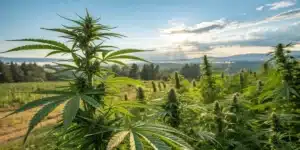 Realistic close-up of a cannabis bud in full bloom with dewdrops, showing that weed is a flower in natural lighting.