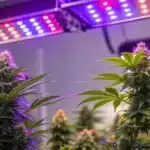 Flowering weed plants under full-spectrum LED grow lights in a home grow room for weed growing indoors tips