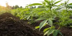 Realistic view of cannabis plants thriving in soil enriched with worm castings for natural growth.