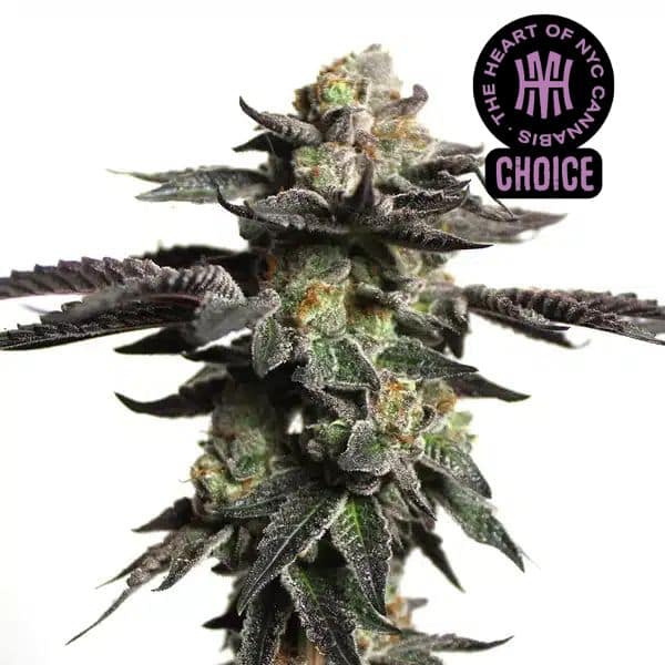 Colorful Zombie Death Fuck strain with vibrant purple, pink, and green leaves surrounding dense, resinous buds.