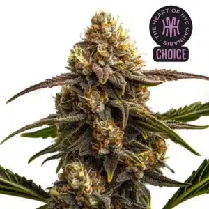 Apple Fritter Auto bud with orange pistils, frosty trichomes, and green leaves under white background.