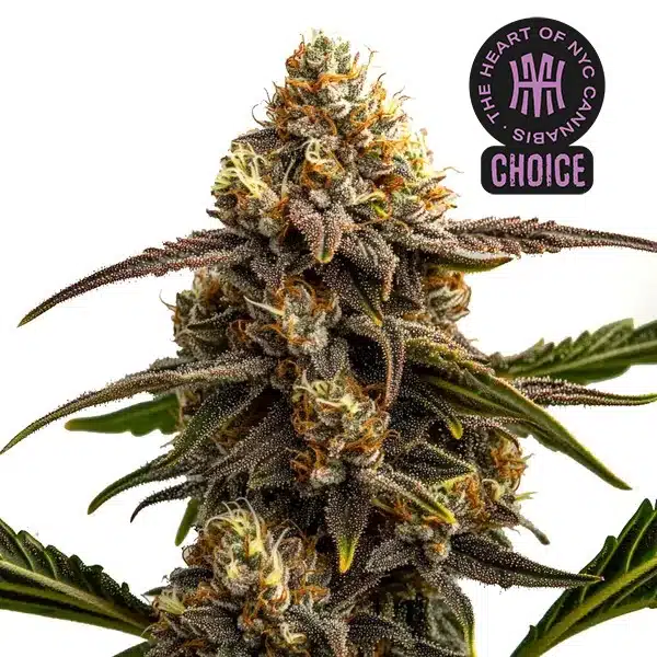 Apple Fritter Auto bud with orange pistils, frosty trichomes, and green leaves under white background.