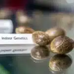 Best indoor cannabis seeds on reflective glass surface with labeled tag reading “Top-Performing Indoor Genetics” beside mature brown seeds