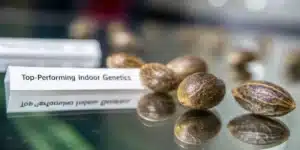 Best indoor cannabis seeds on reflective glass surface with labeled tag reading “Top-Performing Indoor Genetics” beside mature brown seeds