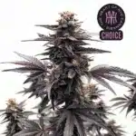 Black Runtz cannabis plant with dark purple buds, sugar leaves, and dense trichome coating.