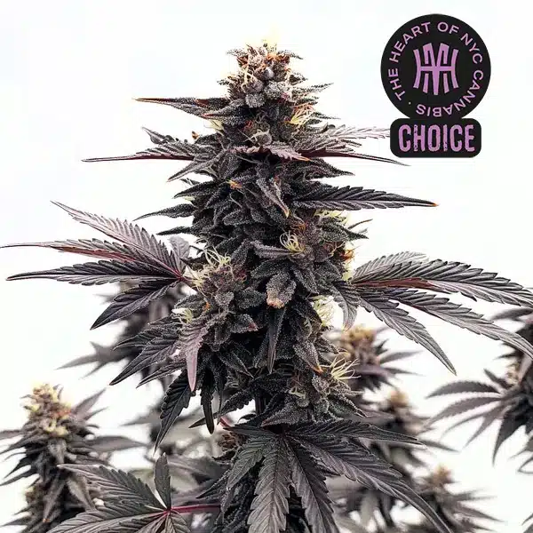 Black Runtz cannabis plant with dark purple buds, sugar leaves, and dense trichome coating.