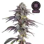 Blackberry Moonrocks plant with dark foliage, purple buds, and vivid orange pistils covered in trichomes.