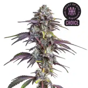 Blackberry Moonrocks plant with dark foliage, purple buds, and vivid orange pistils covered in trichomes.