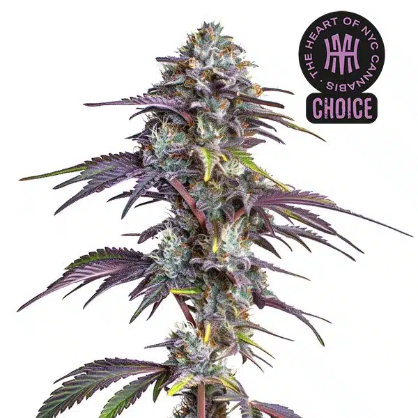 Blackberry Moonrocks plant with dark foliage, purple buds, and vivid orange pistils covered in trichomes.