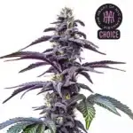 Blackberry Moonstones Auto cannabis plant with deep violet buds and bright orange pistils under white light.