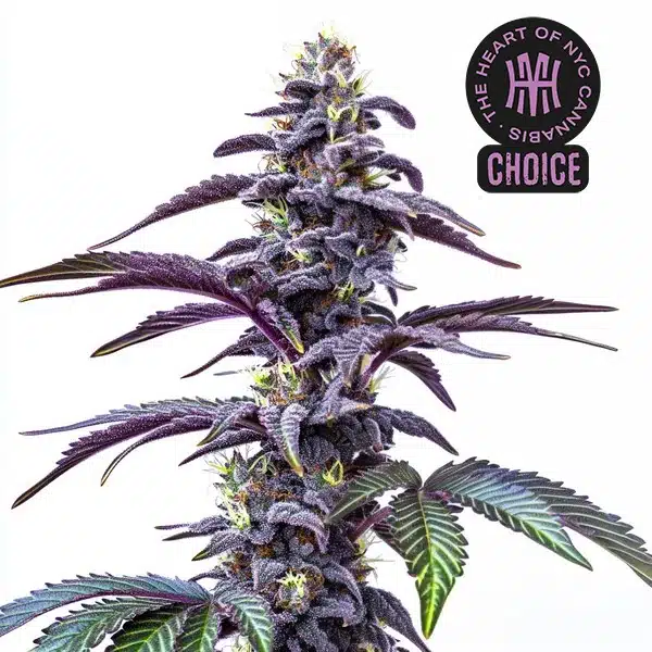 Blackberry Moonstones Auto cannabis plant with deep violet buds and bright orange pistils under white light.