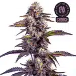 Blueberry Moonrocks Auto with frosty purple buds, red stems, and sugar-coated leaves.