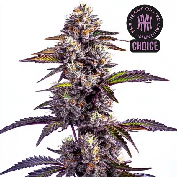 Blueberry Moonrocks Auto with frosty purple buds, red stems, and sugar-coated leaves.