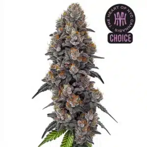 Bubble Gum Sherb strain with thick purple buds, orange pistils, and vibrant green and purple foliage.