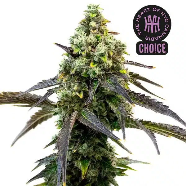 Cafe Racer cannabis plant with green and purple buds, frosted tips, and orange pistils.