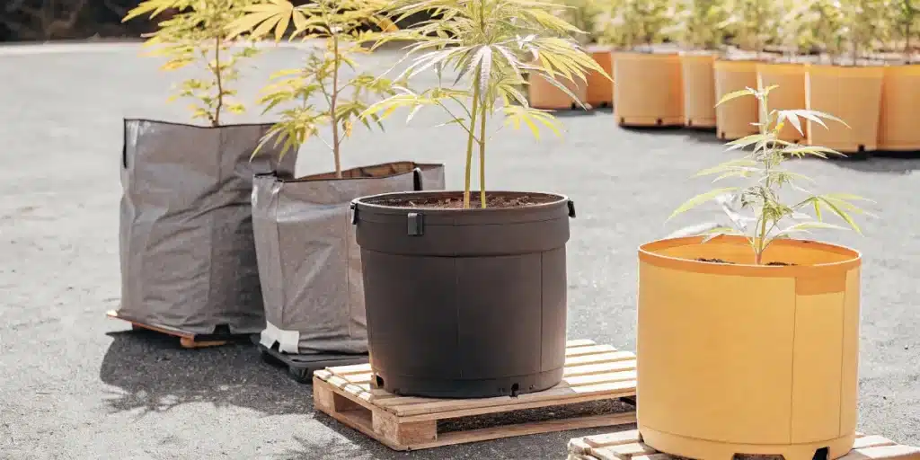 Cannabis plants in both fabric and plastic pots under sunlight in a spacious outdoor grow area.