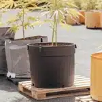Cannabis plants in both fabric and plastic pots under sunlight in a spacious outdoor grow area.