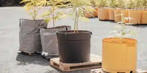 Cannabis plants in both fabric and plastic pots under sunlight in a spacious outdoor grow area.