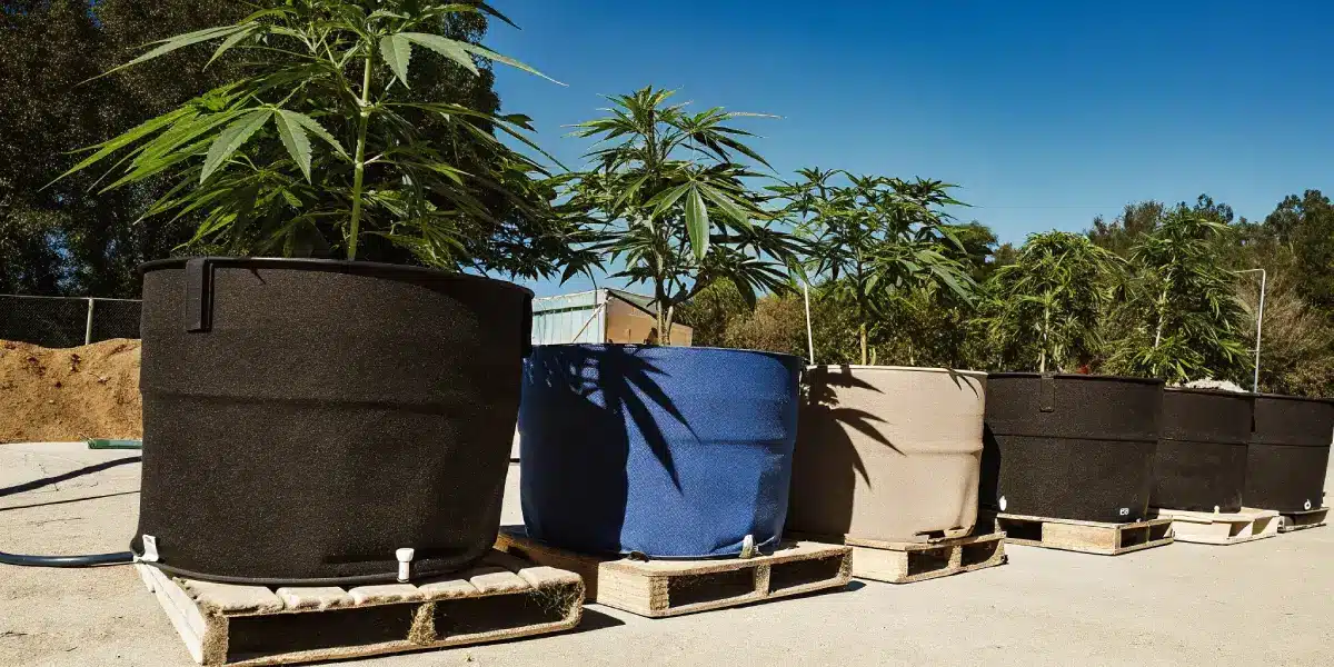 Outdoor cannabis plants growing in large fabric pots on wooden pallets under clear blue skies.