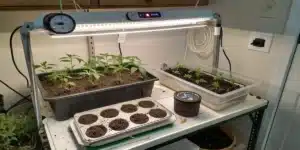 Cannabis seedling stage shown with young plants in soil containers under full-spectrum LED lights during early vegetative growth