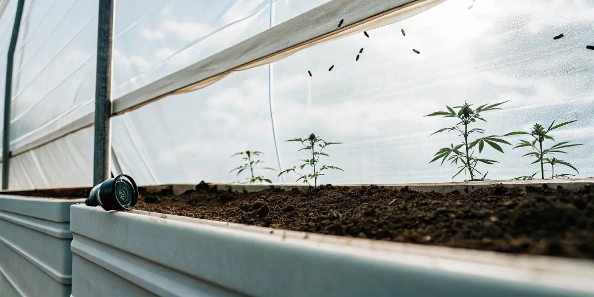 Cannabis seedlings growing in raised greenhouse beds under natural light.