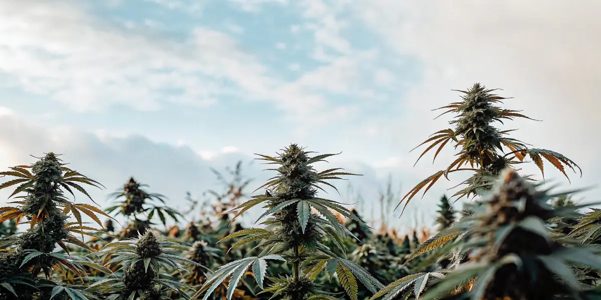 Outdoor cannabis buds with light frost under a bright sky.