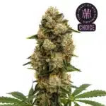 Dense bud of Durban Poison Auto with bright orange pistils and frosty trichomes against a white background.