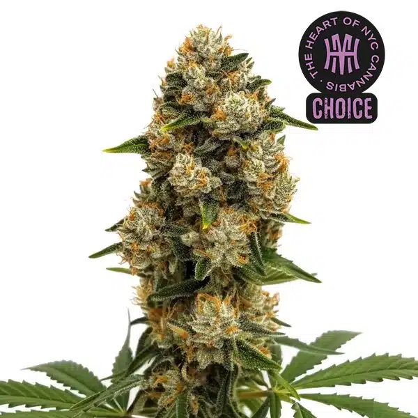 Dense bud of Durban Poison Auto with bright orange pistils and frosty trichomes against a white background.