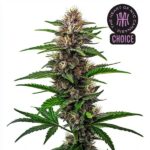 Fat Bastard cannabis plant with dark purple hues, vibrant green leaves, and frosty buds under strong lighting.